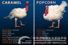 “国家年度火鸡——爆米花”获奥巴马特赦