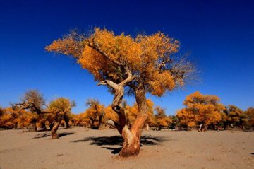 国庆小长假 呼和浩特周边哪里好玩？