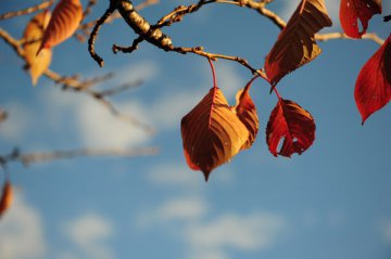 寒露：九月节，露气寒冷，将凝结也。