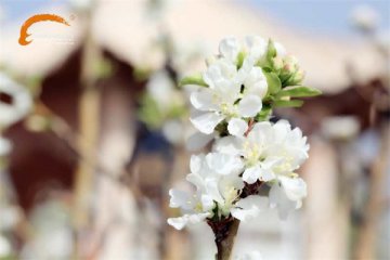 新东方烹饪学校|春暖花开，为你而来！