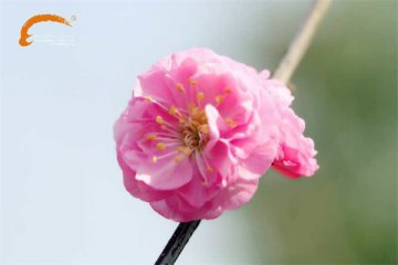 满校春色，教你拍最美桃花！