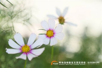 内蒙古厨师培训学校哪家比较好呢？
